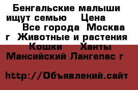 Бенгальские малыши ищут семью) › Цена ­ 5 500 - Все города, Москва г. Животные и растения » Кошки   . Ханты-Мансийский,Лангепас г.